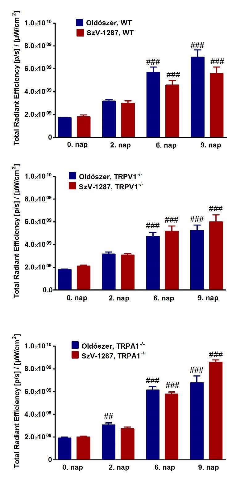 49. ábra K/BxN szérum-indukált plazmafehérje extravazáció oldószerrel vagy SzV-1287-tel kezelt (A) WT, (B) TRPV1 -/- és (C) TRPA1 -/- egerek