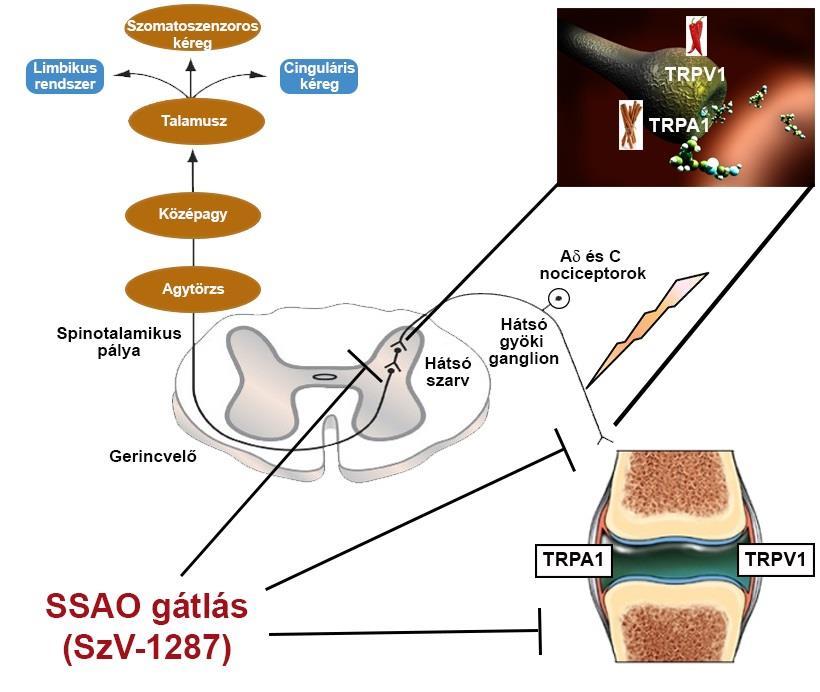 51. ábra Az SSAO-gátlók potenciális analgetikus mechanizmusa.