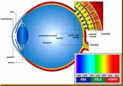 A fénytörő közegek: szaruhártya, szemlencse - alkalmazkodása