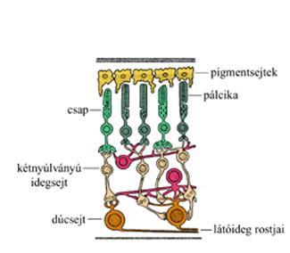 . A pálcikák: gyenge fényben működnek, fekete-fehér képet adnak. A csapok: erős fényben működnek, színes képet látunk.
