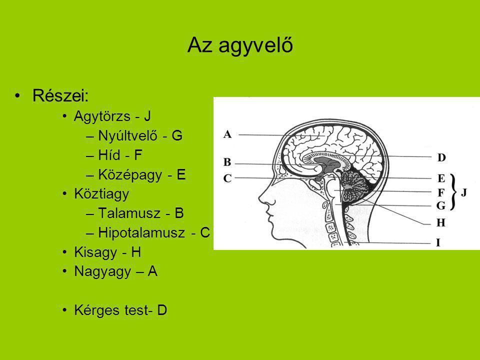 Hátulsó kötegekre: az agy felé tartó, felszálló pályákat tartalmaznak. Oldalsó kötegekre: mind fölszálló, mind leszálló pályákat tartalmaznak - Agyvelő: az agykoponyában helyezkedik el.