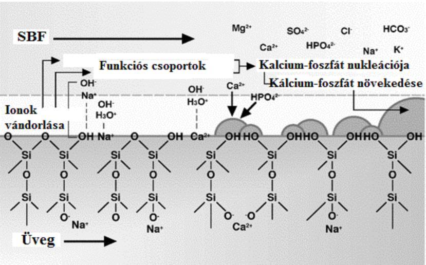 Irodalmi összefoglaló Az üveges mátrixban a kristályos apatit (Ca 10 (PO 4 ) 6 (OH,F) 2 ) és wollasztonit (CaO SiO 2 ) fázis elősegíti a csontszövetek kialakulását a 4.