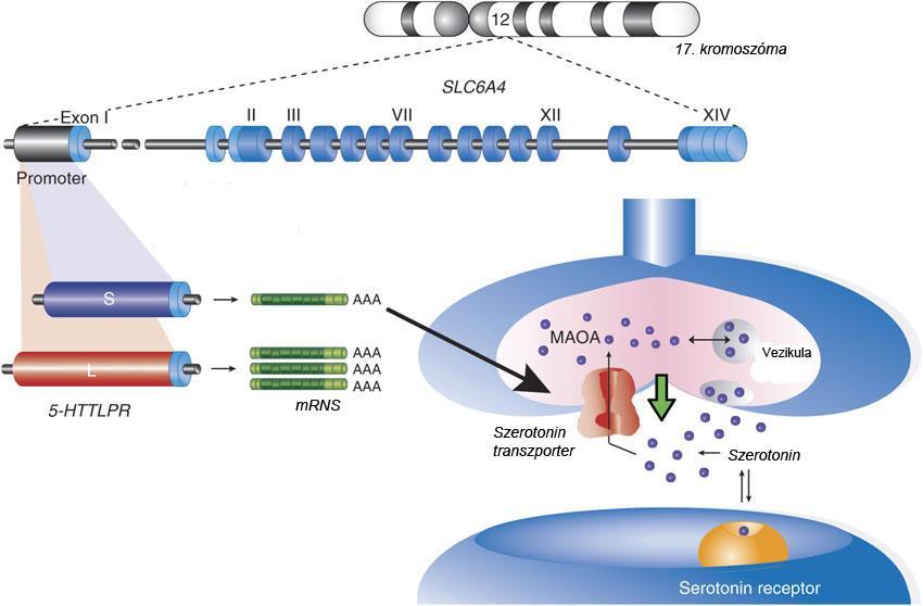 Szerotonin transzporter (5-HTT) 5-HT reuptake: szinaptikus és extraszinaptikus 5-HT koncentráció 5-HT turnover SLC6A4: 17q11.