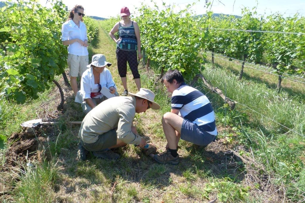 Esettanulmány 2014 41 20170403 42 A krónikus betegségeket, leromlást és korai tőkeelhalást okozó patogén ágensek (viroidok, vírusok, fitoplazmák, baktériumok, gombák) többsége fokozottan veszélyes,