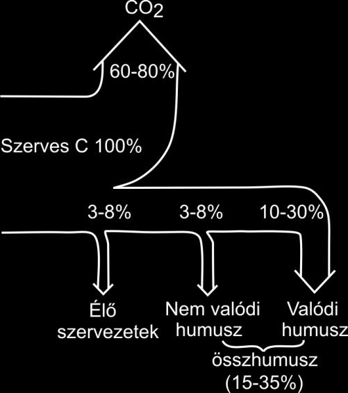 4.5. ábra A talajba került szerves maradványok C tartalmának sorsa az átalakulás során (Stefanovits et al.