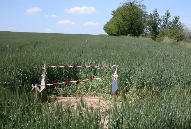 egészen a B szint aljáig átművelték. A karbonáttartalom a B szintben magas. A felszíntől 20 cm-re eketalpréteg található. A részvízgyűjtő mellett közvetlenül erdősáv helyezkedik el.