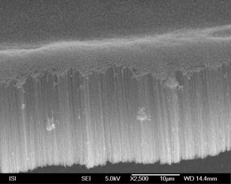 CNT ERDŐ Si FELÜLETEN Lépték: 10 mm CNTs deposited on the silicon electrode.