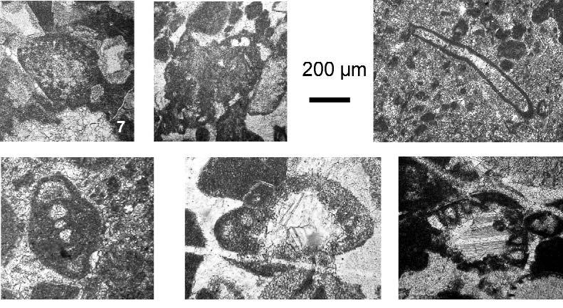 182 HAAS János et al.: A Neotethys-óceán akkréciós komplexumának maradványai Észak-Magyarországon nincs olyan különbség, amit az ilyen komplexumok térbeli változatosságával ne lehetne értelmezni.