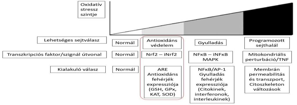 Számos vizsgálatunk során bizonyítottuk, hogy egyes mikotoxinok, így például a T-2 toxin (Mézes és mtsai., 1998), a deoxinivalenol (Erdélyi és mtsai., 2011), az ochratoxin A (Balogh és mtsai.