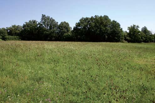 Vendvidék területén elsősorban bakfüvön Betonica (Stachys) officinalis).