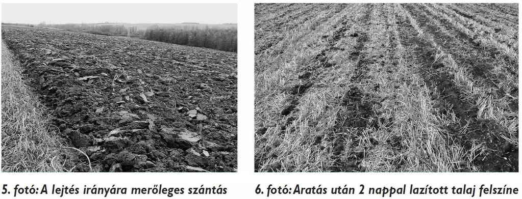 Az őszi elmunkálás egyik kivétele a belvíztől veszélyeztetett szántóföld. Lejtős talajokon a rétegvonalakkal párhuzamos, ormos szántás (5. fotó) nyújt jobb védelmet.
