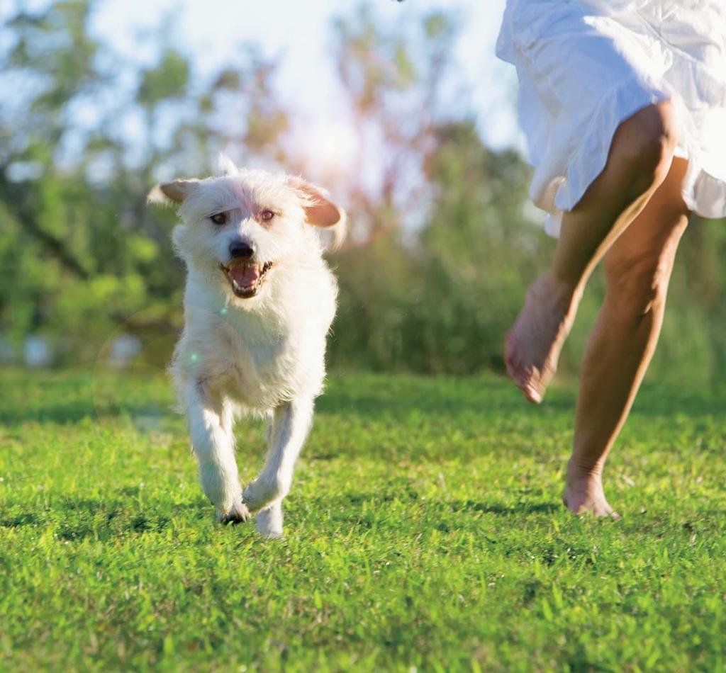 Bizonyítottan segít megőrizni a kutyák élénkségét és aktivitását Kutyákban az öregedéssel párhuzamosan csökken a vér oxigén-szintje, lelassul a szívműködés, és romlani kezdenek az agyi funkciók.