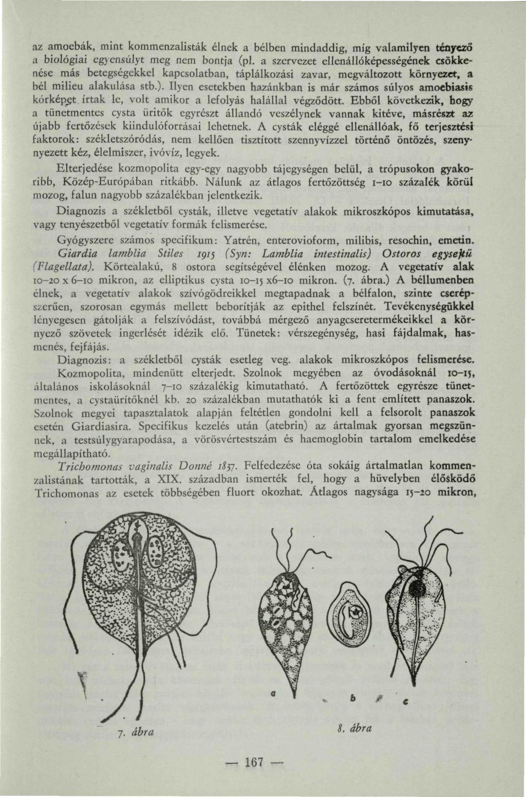 az amoebák, mint kommenzalisták élnek a bélben mindaddig, míg valamilyen tényező a biológiai egyensúlyt meg nem bontja (pl.