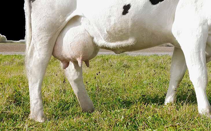 HASZONÁLLAT Mastitis Kezelésére MSD TŐGYINFÚZIÓK A termékeket keresse az AlphaVet-nél!