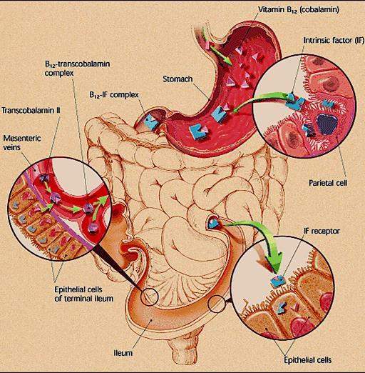 Hypothyreosis Gyógyszer (antikonvulzív, antivirális szer)