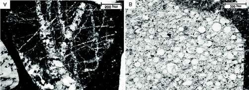 A mezozoic like Limestone, B cenozoic like limestone. 9. kép. A tűzkövek vékonycsiszolati képe Esztergomból A Kvarceres tűzkő (+N), B Radiolarit (1N) Picture 9.