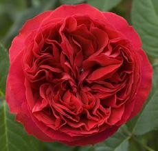 BAGIFLEUR KFT BÁCSVÍZ ZRT NÖVÉNYVÉDŐ ÉS KÁRTEVŐIRTÓ KFT