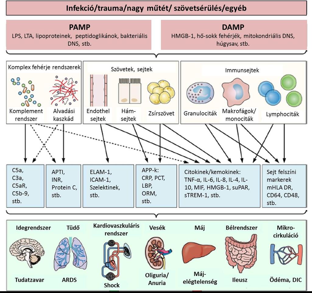 2. Ábra: A szepszis patomechanizmusa [18] Reinhart K. és mtsai. alapján magyarra fordítva.