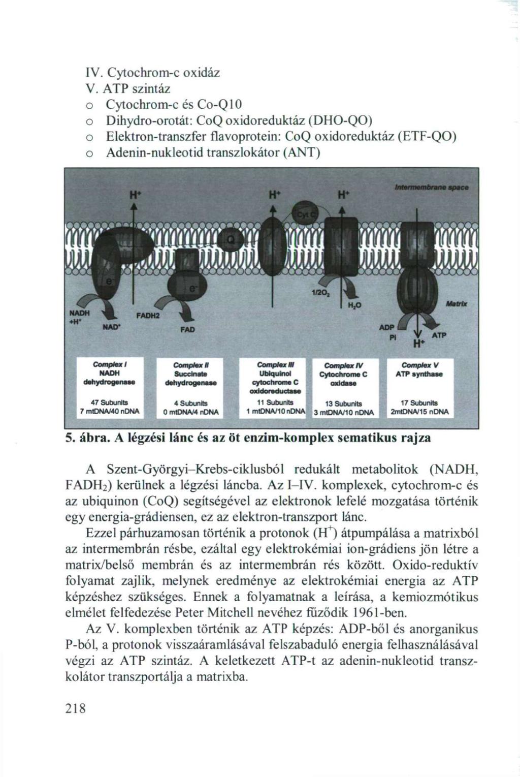 Mitokondriális betegségek - PDF Ingyenes letöltés