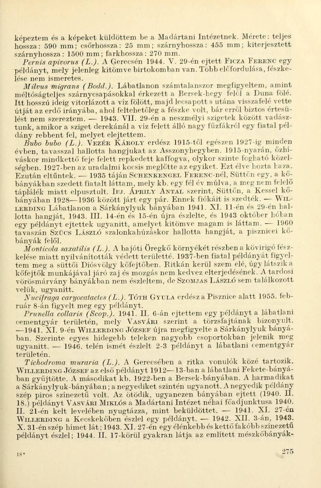 képeztem és a képeket küldöttem be a Madártani Intézetnek. Mérete: teljes hossza: 590 mm; esőrhossza: 25 mm; szárnyhossza: 455 mm; kiterjesztett szárnyhossza: 1500 mm; farkhossza: 270 mm.