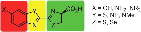 A luciferin molekula két fő modulból, egy benztiazol és egy tiazolin egységből épül fel (5. ábra).