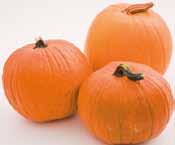 298, 43 279,- 558,- Halloween
