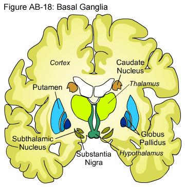 Motiváció, érzelmek kialakulásáért felelős agyterületek Bazális ganglionok: Törzsdúcok: kéreg alatti szürkeállomány.