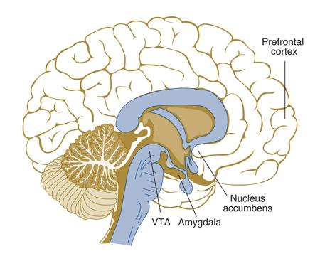 Ventralis tegmentalis area: (VTA) Középagyi terület, a szubsztancia nigra és a vörös mag között. Mezokortikális és mezolimbikus dopaminerg rendszer eredési helye.