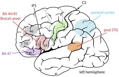 2 az írásjelek elsődleges auditív illetve vizuális percepciójának a kezdeti analízisében résztvevő agyi régiókra irányulnak, illetve a beszédprodukció legvégső szakaszaiért felelős