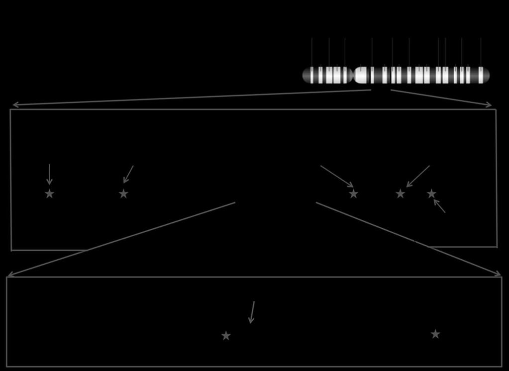Az ACVRL1 c.625+1 G>C eltérés alapító hatásának igazolására 3 SNP-t és 5 STR markert vizsgáltunk, ezek elhelyezkedése az 12-es kromoszómán a 4.