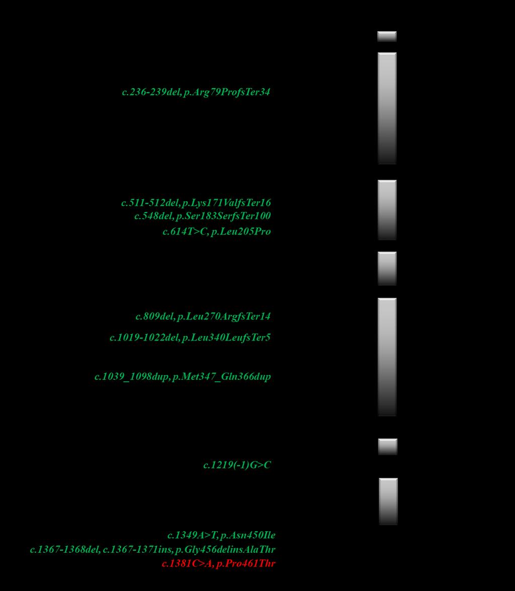 5. ábra Az általunk vizsgált AT deficiencs populációban talált SERPINC1 mutációk A nukleotidok