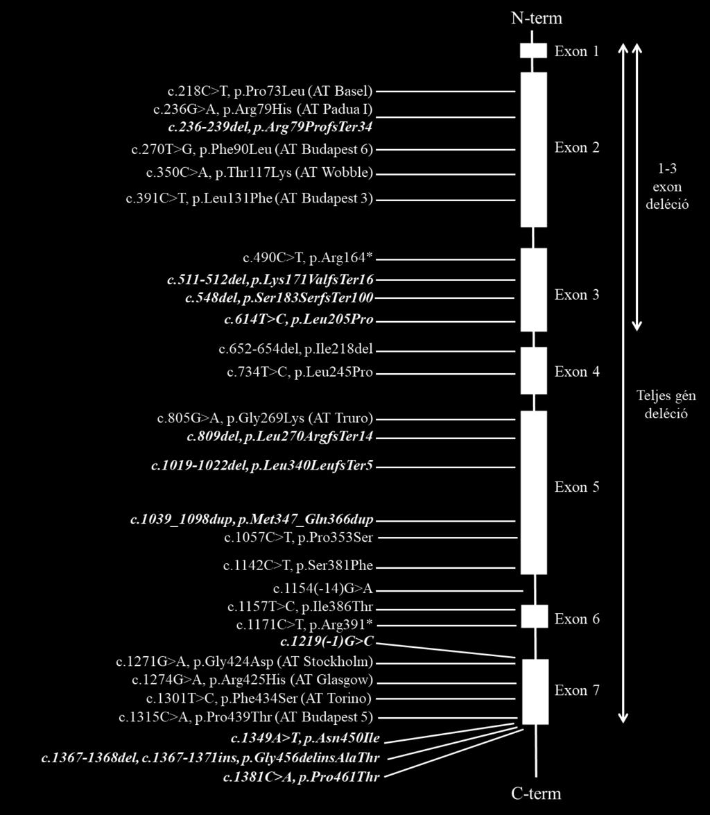 A mutációk elnevezése a Human Genome Variation Society irányelvei alapján történt.