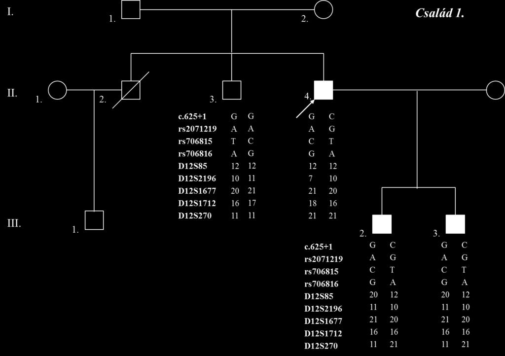 A probandok családjait feltérképezve szemléletes családfákat készítettünk, melyeken feltüntettük a talált haplotípusokat (21-24. ábra).