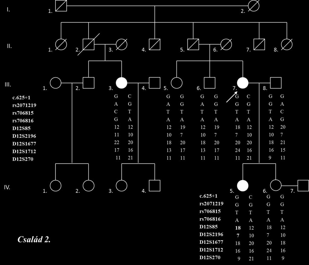 22. ábra Az ACVRL1 c.625+1 G>C mutációt hordozó 2. család családfatérképe haplotípusokkal kiegészítve.