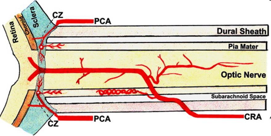 Retinalis keringés art centr ret. Art ophthalmica 1.