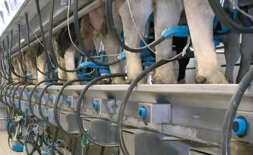 FEJÉS A fejési folyamat és hatékonyság valós idejű ellenőrzésével és megfigyelésével a DataFlow TM II megadja a szükséges információt a tejtermelés és az állomány