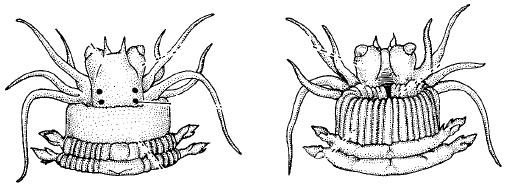 prostomium / fejlebeny Egy Polychaeta feji vége a prostomiumon: tapogató / tentaculum (vékonyabb, hosszabb) zömök