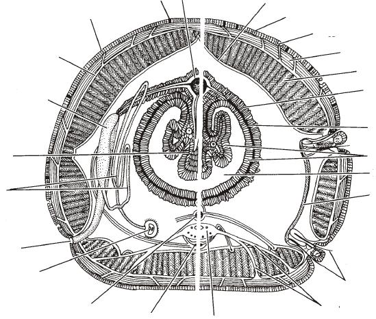 ( Polychaeta) szelvénybe leágazó egyik ideg metanephridium mirigysejt receptorsejt Testfelépítés keresztmetszet: háti vérér peritoneum cuticula epidermis Clitellata: körkörös izomréteg hosszanti