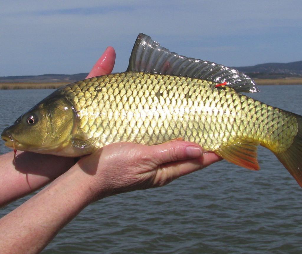 Hungarian Journal of Aquaculture and Fisheries HALÁSZAT 4. évfolyam 1.