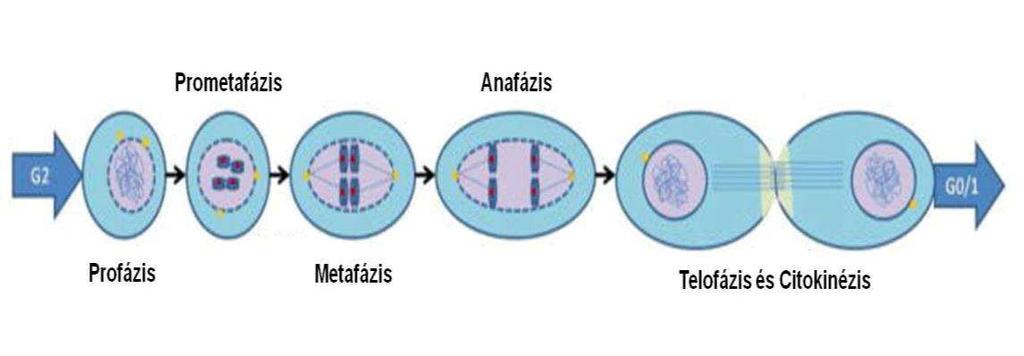 4. ábra. A mitózis szakaszai (Kép forrása: Peterson E. A. és mtsai (2010) Clin Genet.) A teljes sejtciklus és az egyes fázisok időtartama sejttípustól függően nagymértékben változik.