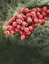 MEDIATORS of INFLAMMATION Gastroenterology