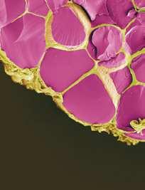Publishing com Volume 2014 Journal of Immunology