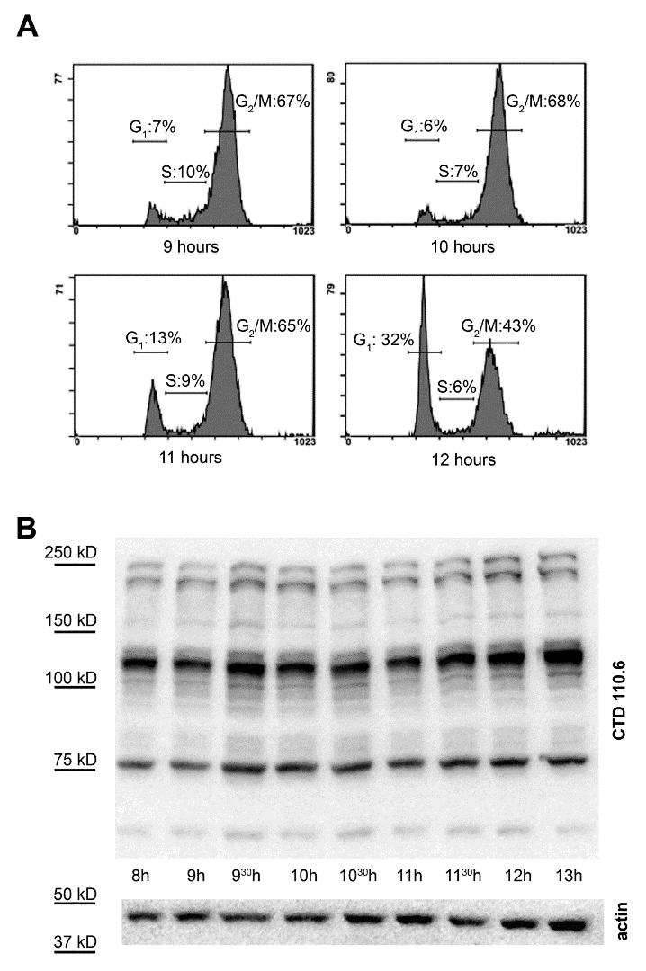 Molecules 2018, 23, 1275 5 of 16 Based on this result, we modified our sample collection protocol for Western blotting to collect mitotic cells in ~25 min.