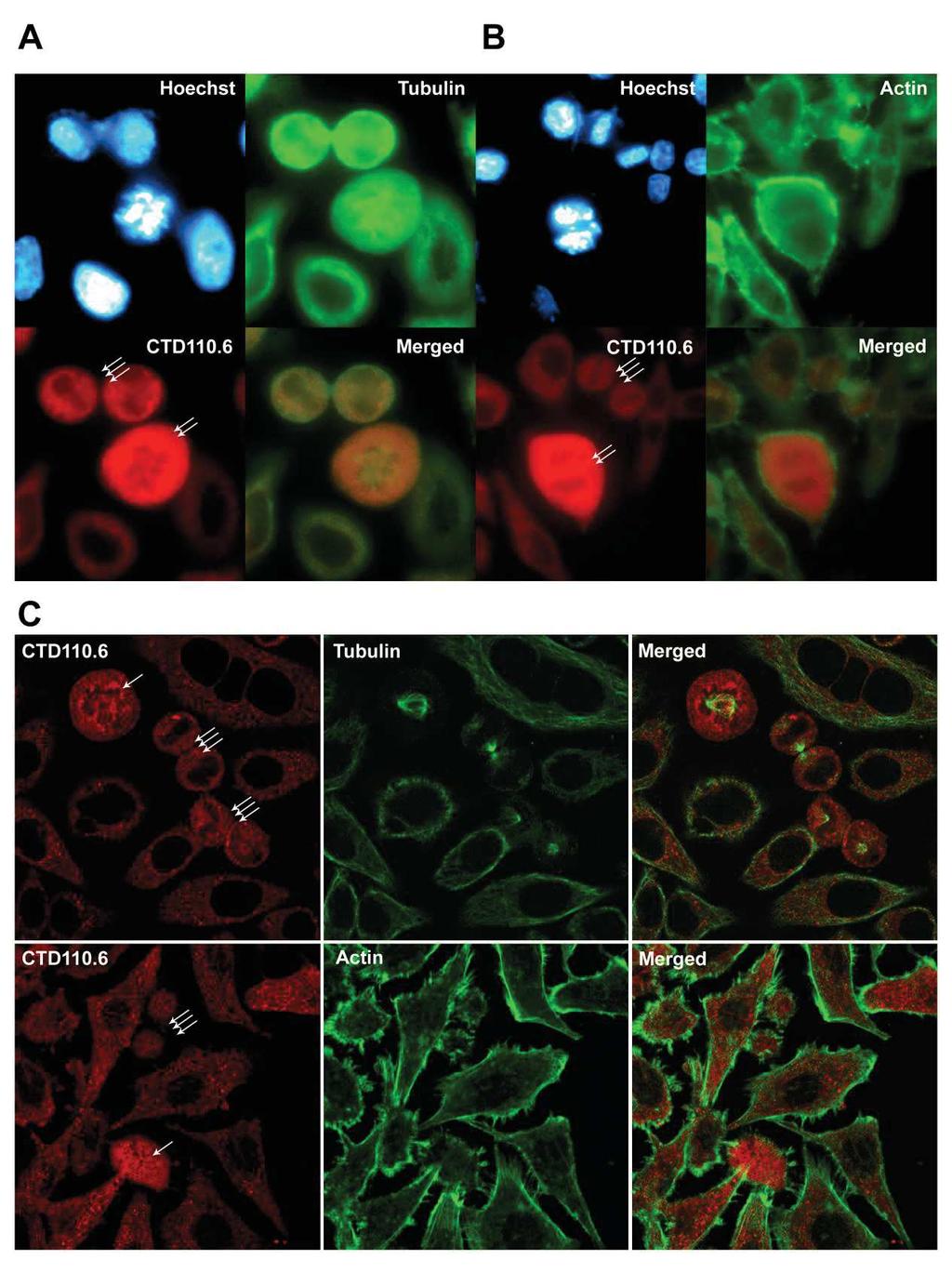 Molecules 2018, 23, 1275 8 of 16 but potential O-GlcNAc modification of a smaller subset of actin or tubulin unfortunately remains hidden in this experimental setup. Figure 6.