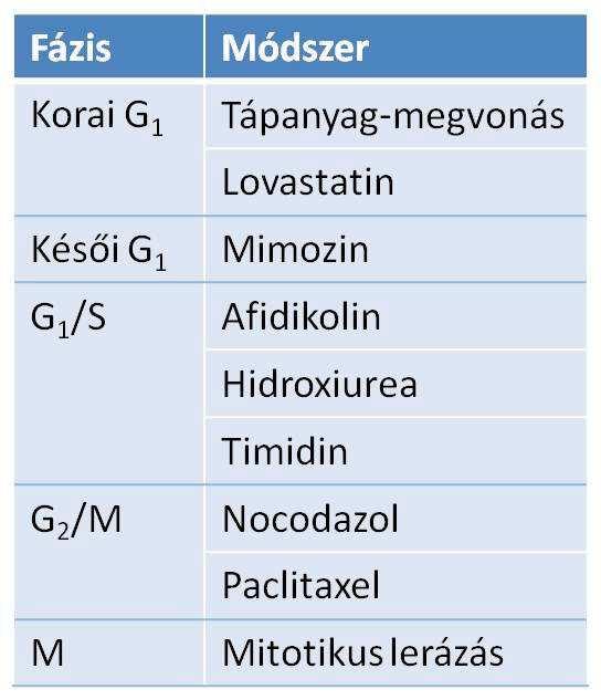 1. táblázat. A leggyakrabban alkalmazott sejtszinkronizációs módszerek A tápanyag megvonása által a sejt a G1 fázis kezdetén ragad, mivel nem képes áthaladni az első restrikciós ponton.