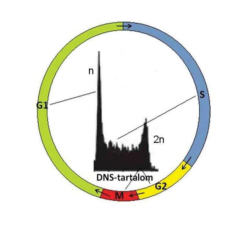 III.4. SEJTCIKLUS-ANALÍZIS A sejtciklus vizsgálatát flow cytometria segítségével végeztük permeabilizált sejteken, propídium-jodiddal (PI) való jelölést követően.