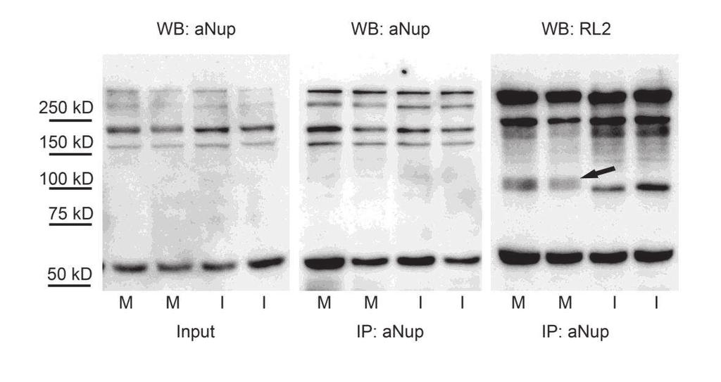 IV.2.1.5.