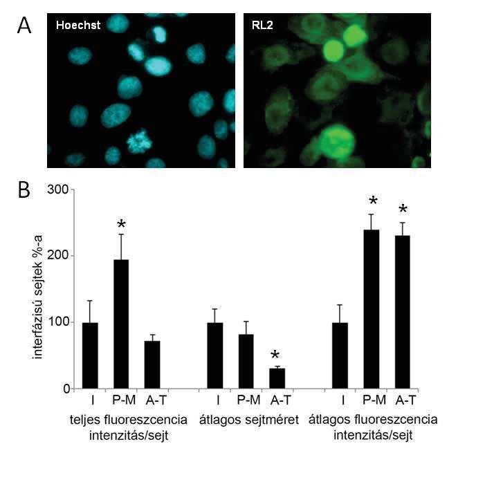 20. ábra. O-glikozilált fehérjék megoszlása immunfluoreszens vizsgálattal. (A) HeLa sejtek RL2 (zöld) és Hoechst-féle (kék) jelölése, reprezentatív fotók.