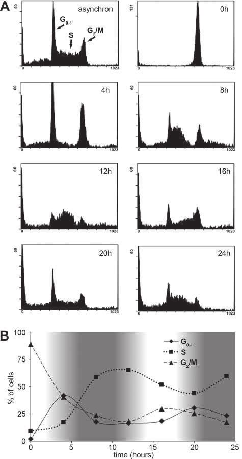 1228 V. FISI ET AL. we selectively targeted this cell line in a mixture of Sp2 and an other cell line with a different cell cycle characteristic.