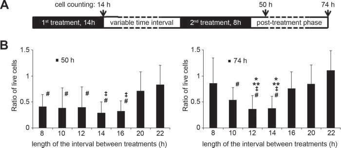 CELL CYCLE 1229 Figure 2. The efficiency of sequential paclitaxel treatments of Sp2 cells depends on the timing. (A) Design of the experimental protocol. Sp2 cells were treated with 0.